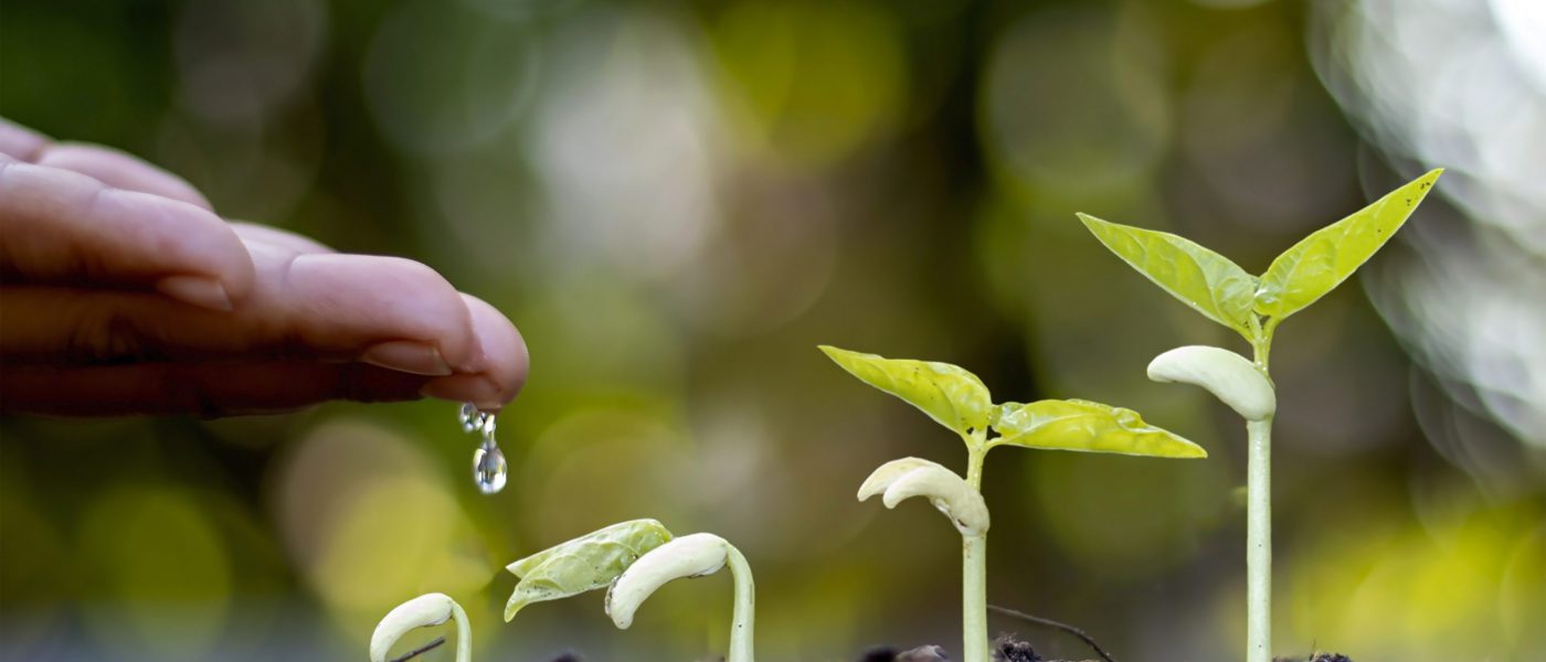 Planting trees on fertile soil and displaying the stage of plant growth. Cropping and farming ideas.