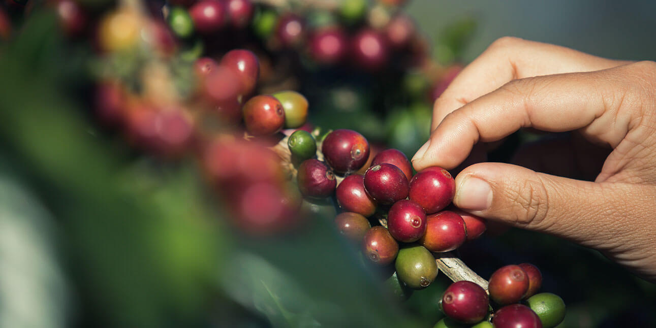 Orgánicos Ecuador