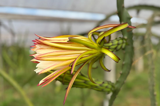 pitahaya