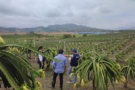 pitahaya
