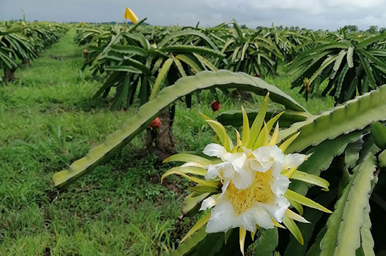 pitahaya