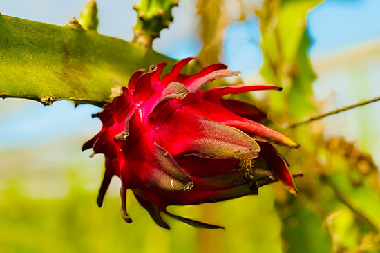 pitahaya